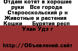 Отдам котят в хорошие руки - Все города, Старооскольский р-н Животные и растения » Кошки   . Бурятия респ.,Улан-Удэ г.